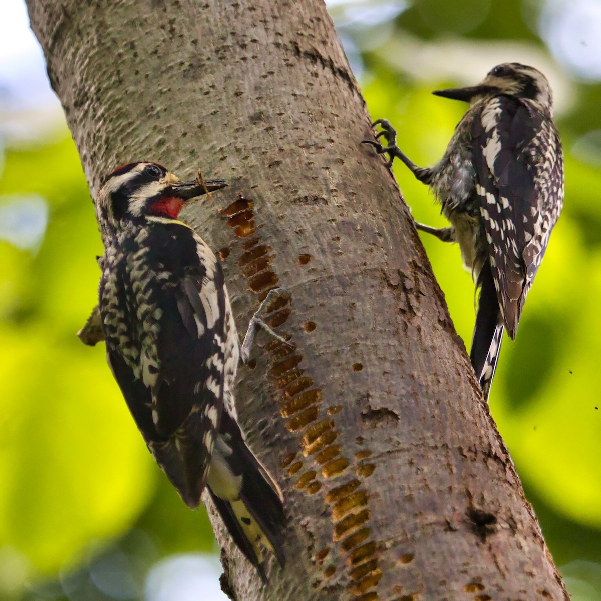 Yellow-bellied Sapsucker - ML462213611