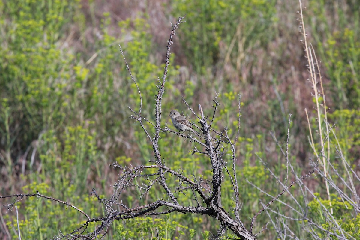 Gray Flycatcher - Eric Rasmussen