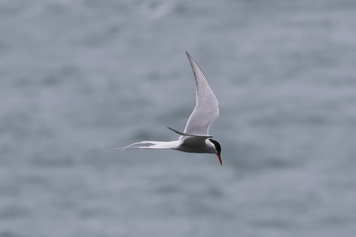 Arctic Tern - ML462218691