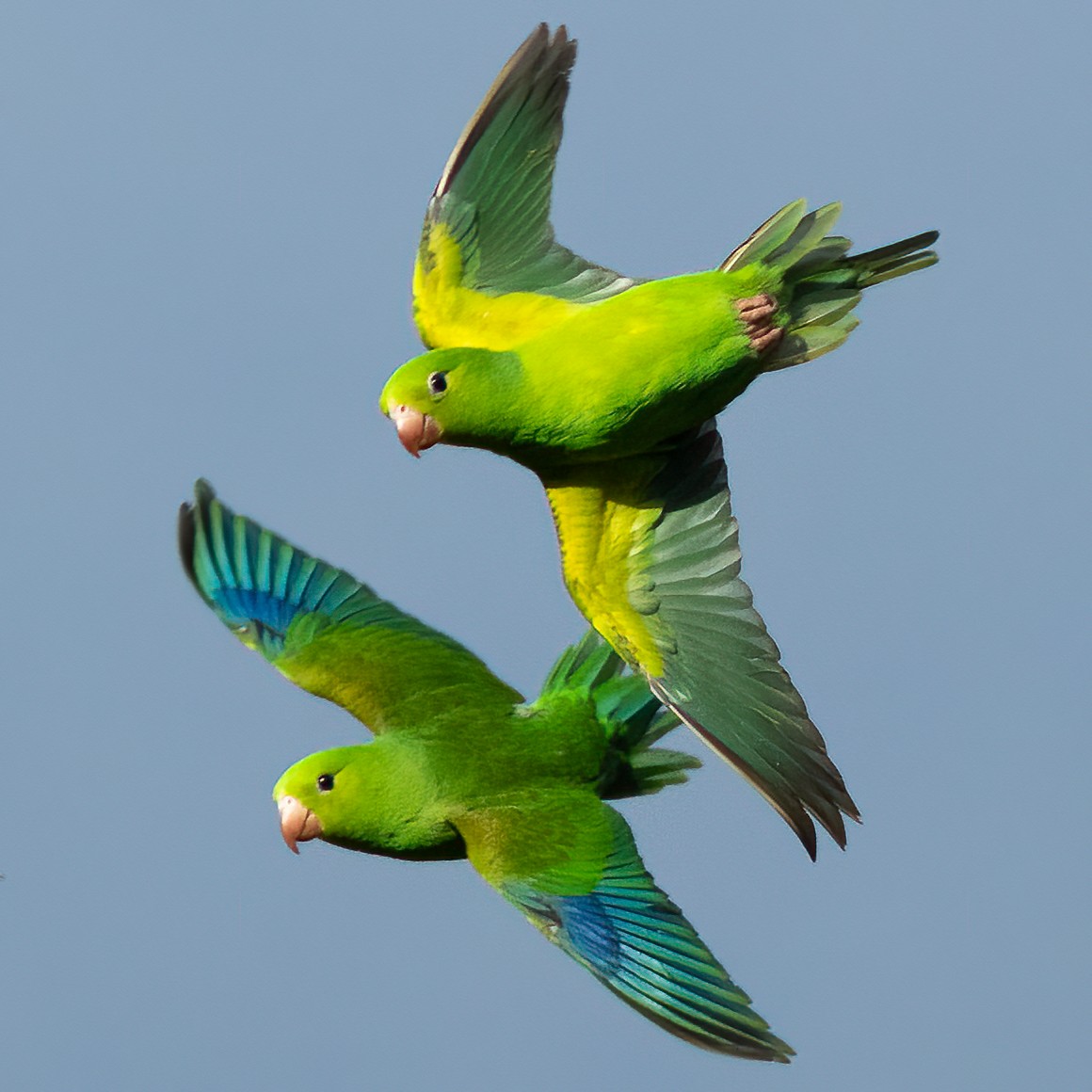 Plain Parakeet - ML462219311