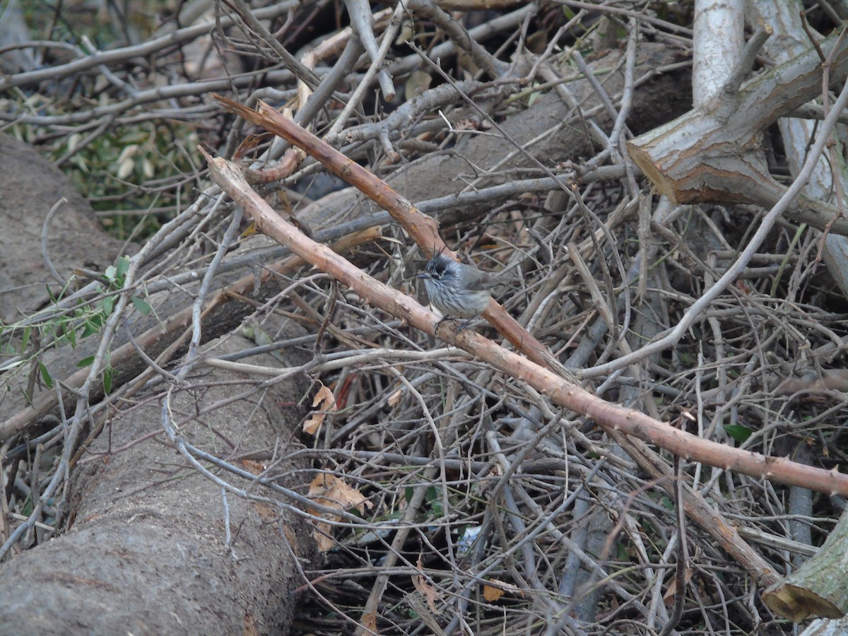 Tufted Tit-Tyrant - Rocio Jerez