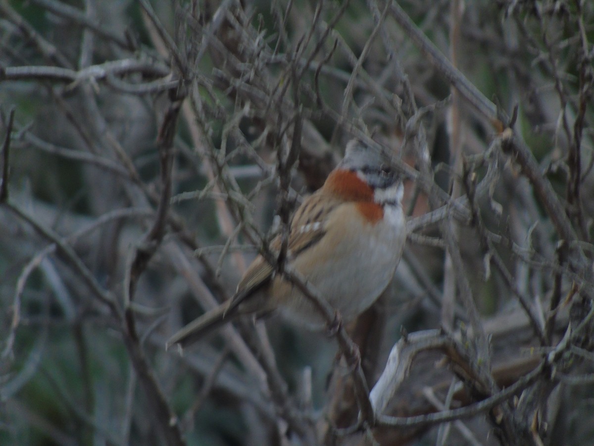 Rufous-collared Sparrow - Rocio Jerez