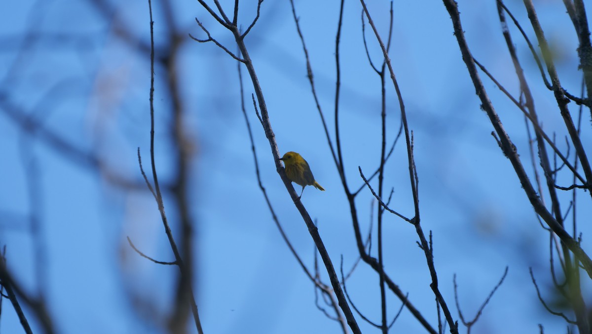 Yellow Warbler - ML462219931