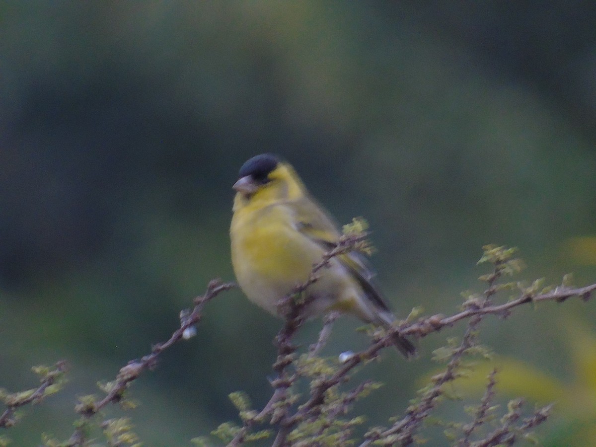 Black-chinned Siskin - Rocio Jerez