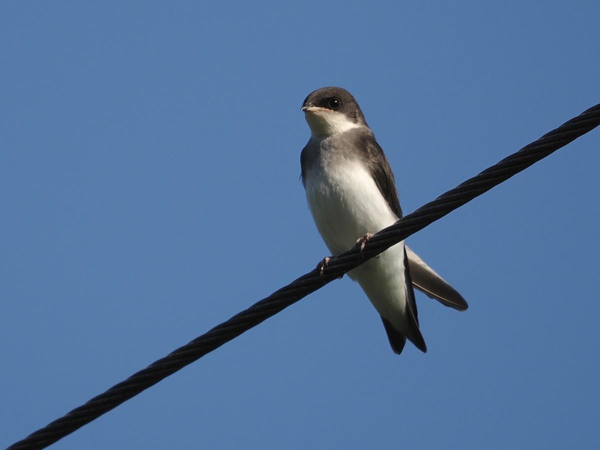 Tree Swallow - David McCartt