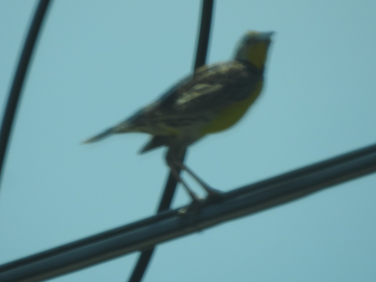 Eastern Meadowlark - ML462220251