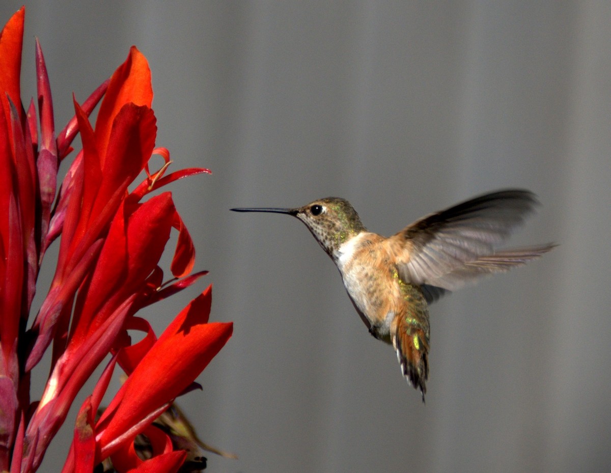 Rufous Hummingbird - ML46222251