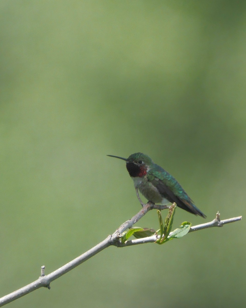 Broad-tailed Hummingbird - ML462223351