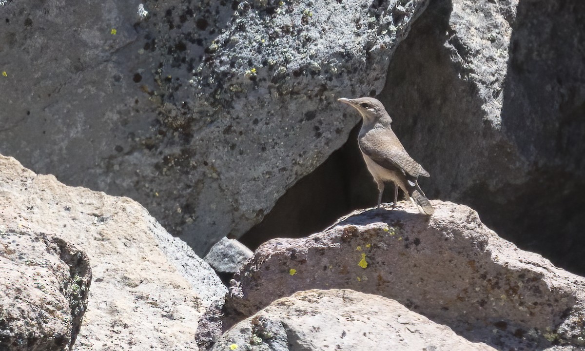 Rock Wren - ML462223711