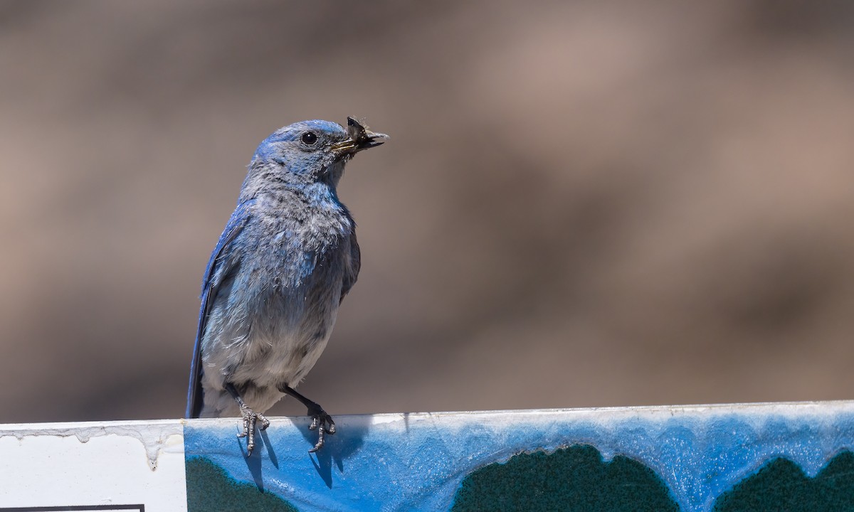 Mountain Bluebird - ML462223891