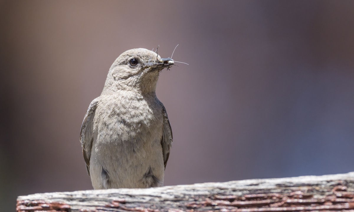 Mountain Bluebird - Becky Matsubara