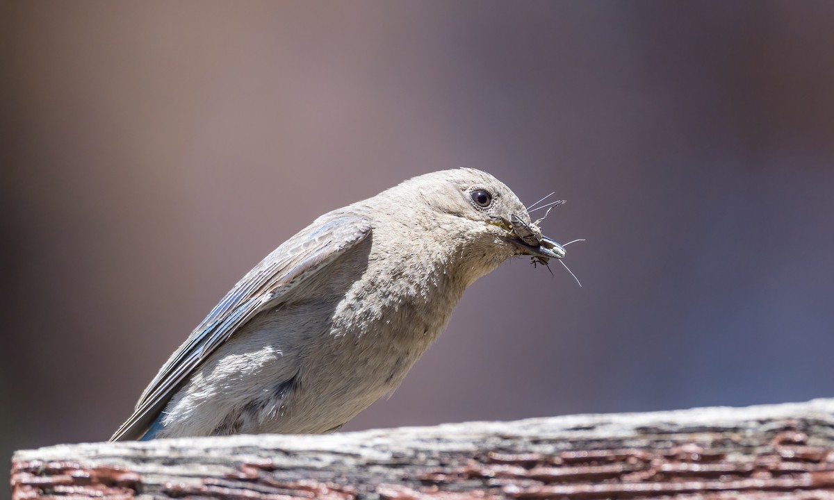 Mountain Bluebird - ML462223931