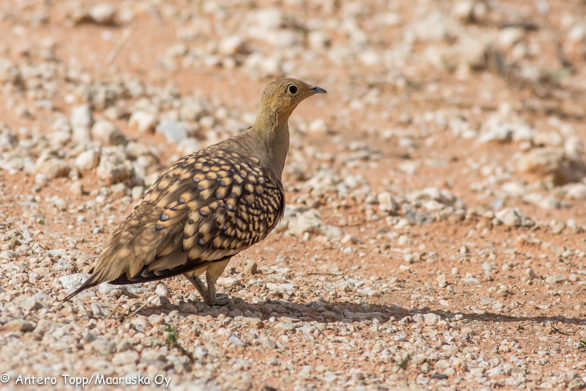 Namaqua Sandgrouse - Antero Topp