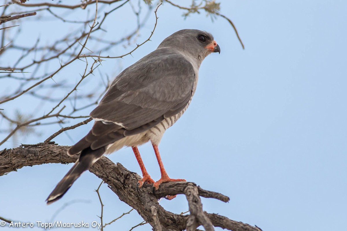 Gabar Goshawk - ML46222571