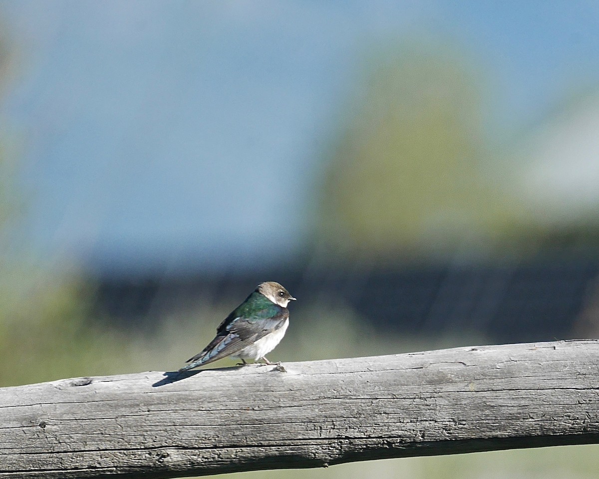 Violet-green Swallow - ML462225941