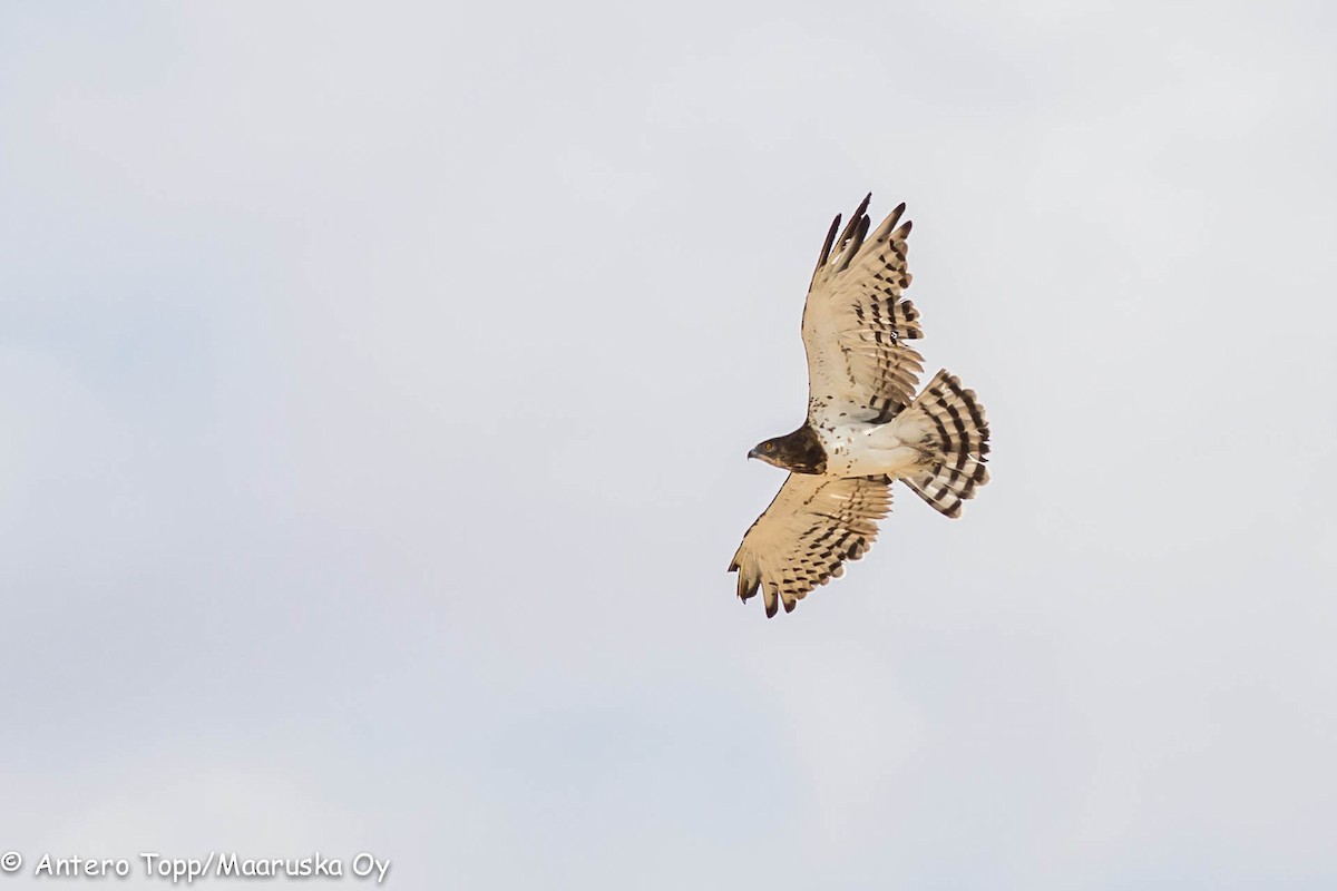 Black-chested Snake-Eagle - Antero Topp