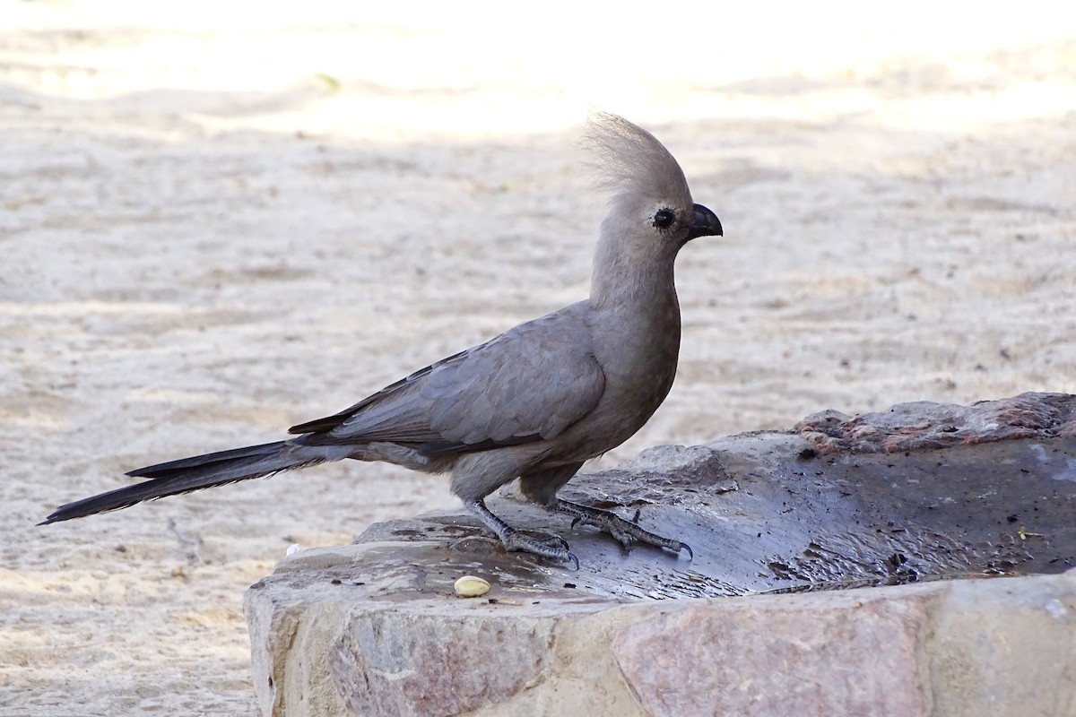 Turaco Unicolor - ML46222701