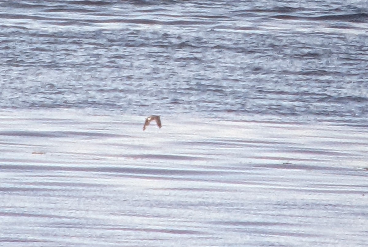 Cassin's Auklet - ML462227111