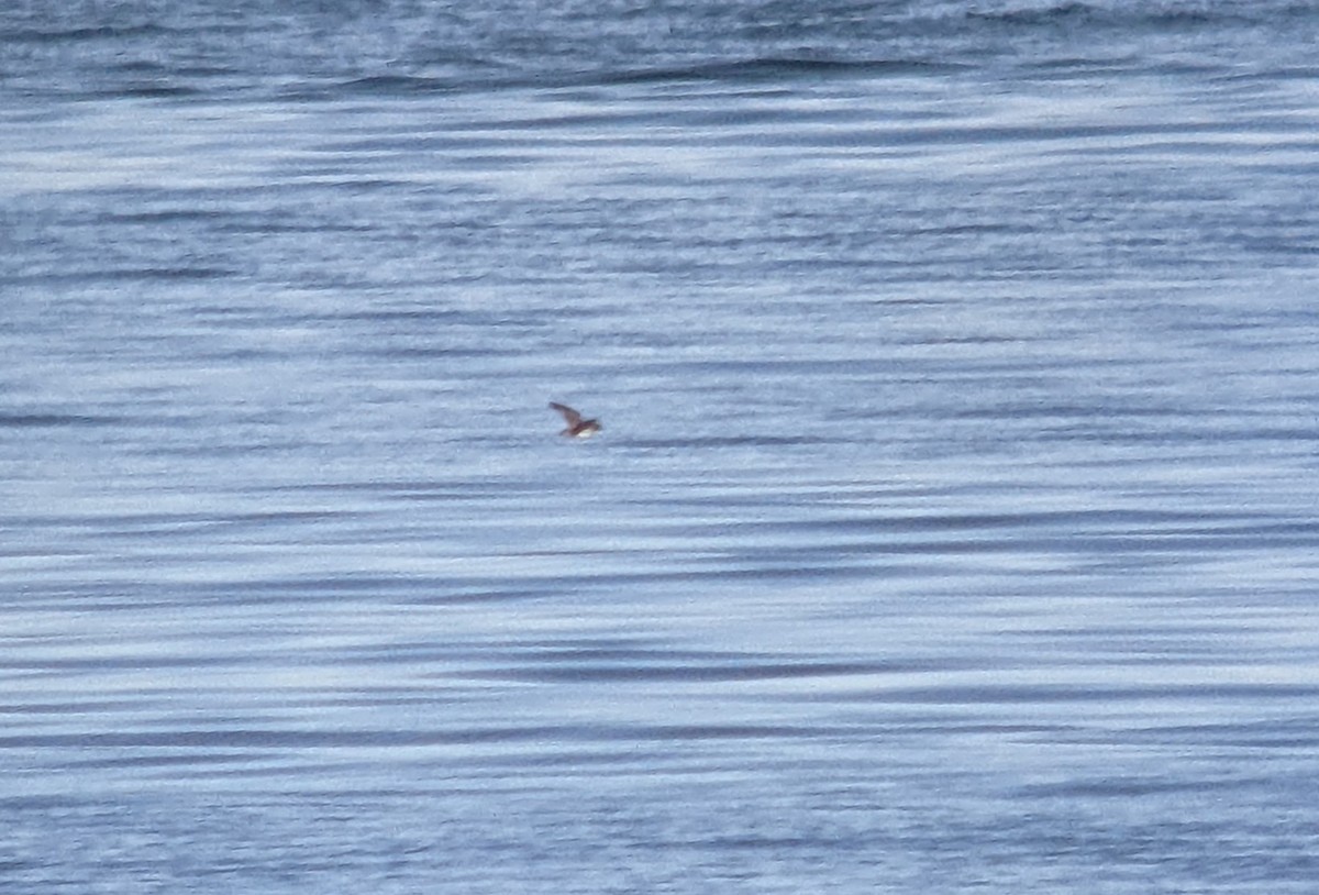 Cassin's Auklet - ML462227121