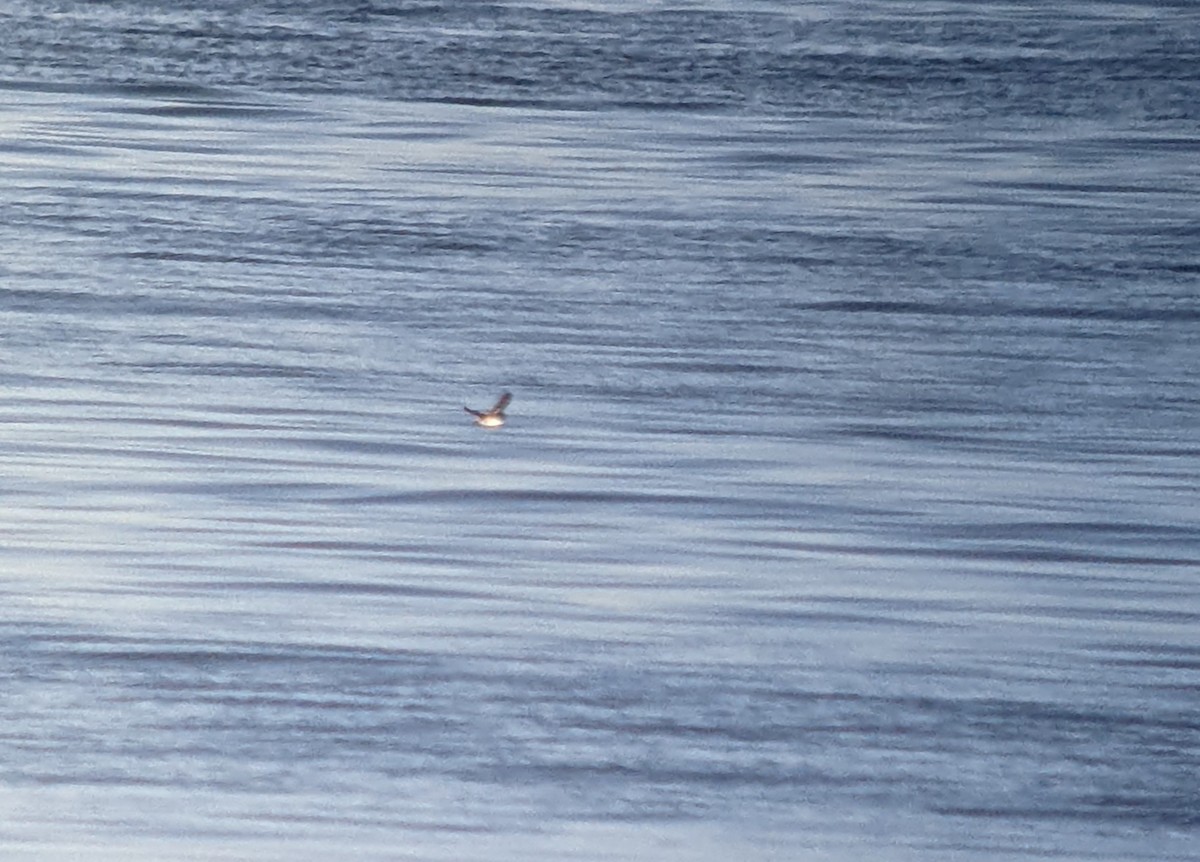 Cassin's Auklet - Liam Hutcheson