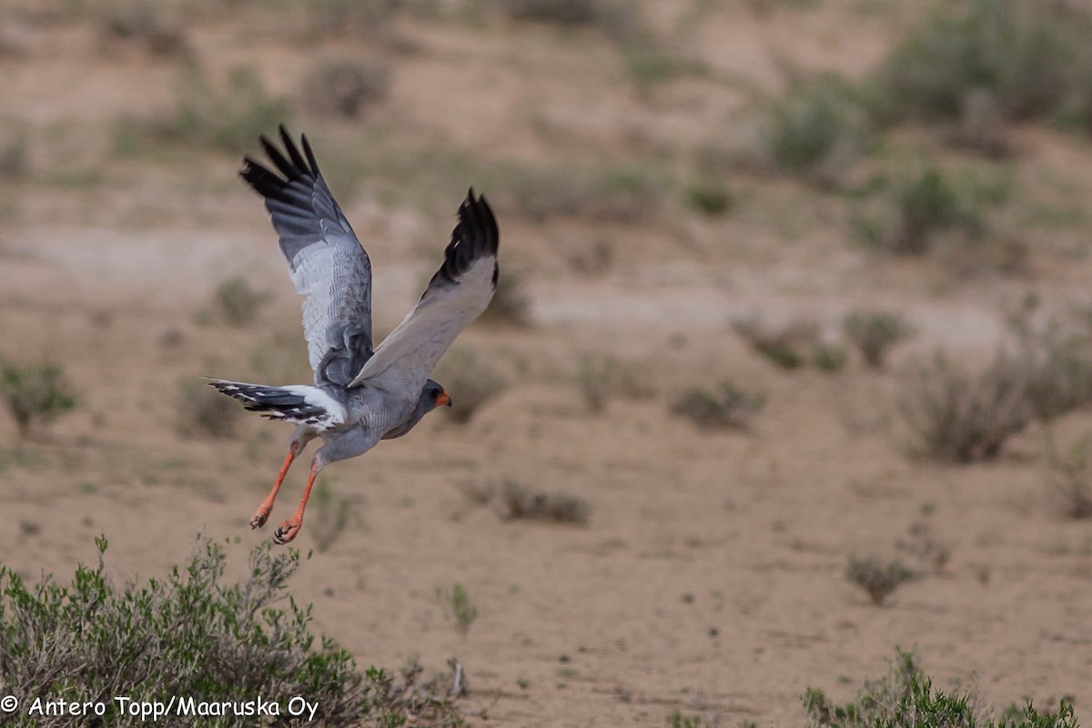 Pale Chanting-Goshawk - Antero Topp