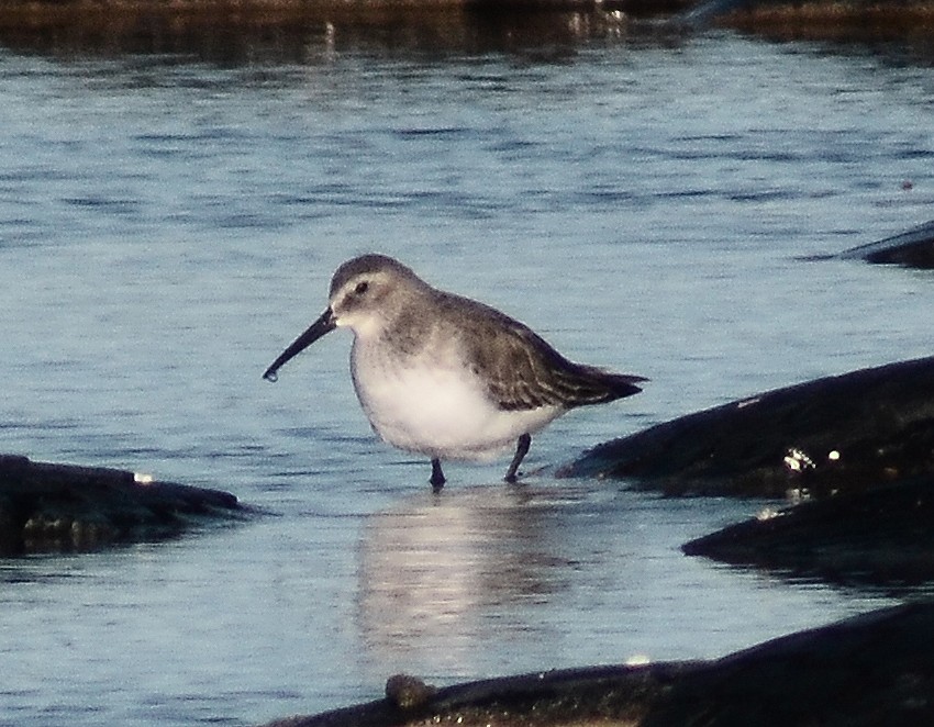 Dunlin - ML46222791