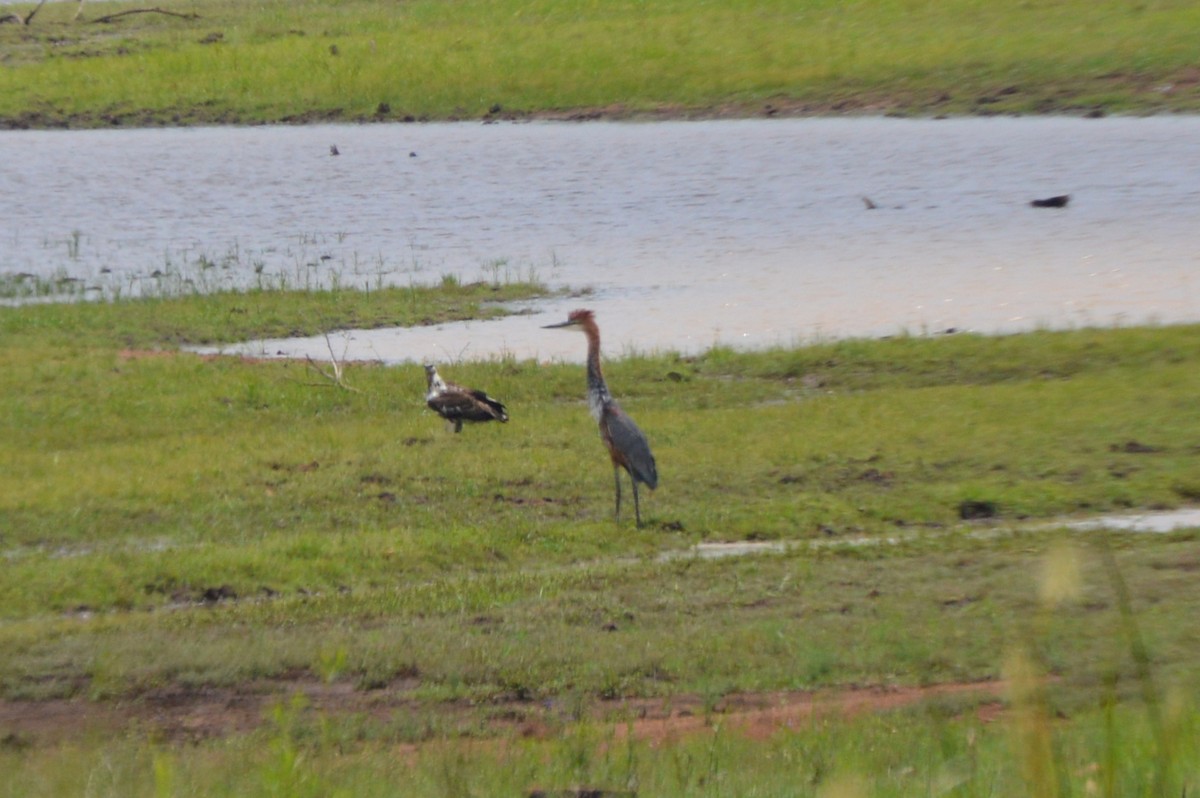 Goliath Heron - ML46222831