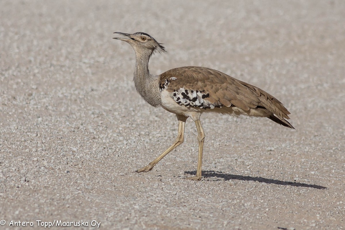 Kori Bustard - Antero Topp