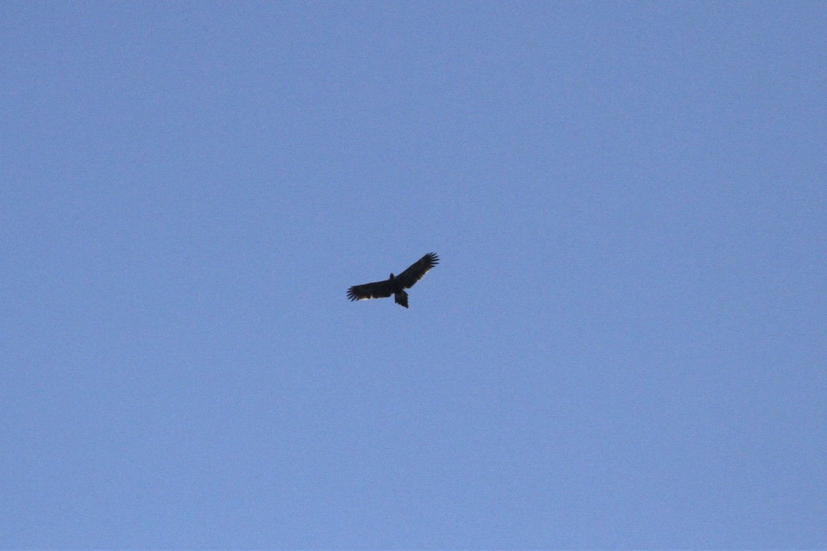 Wedge-tailed Eagle - Stuart Pickering