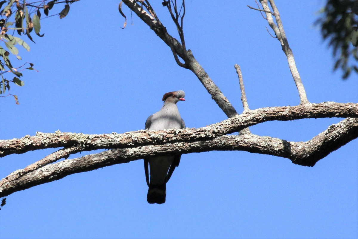 Topknot Pigeon - ML462229691