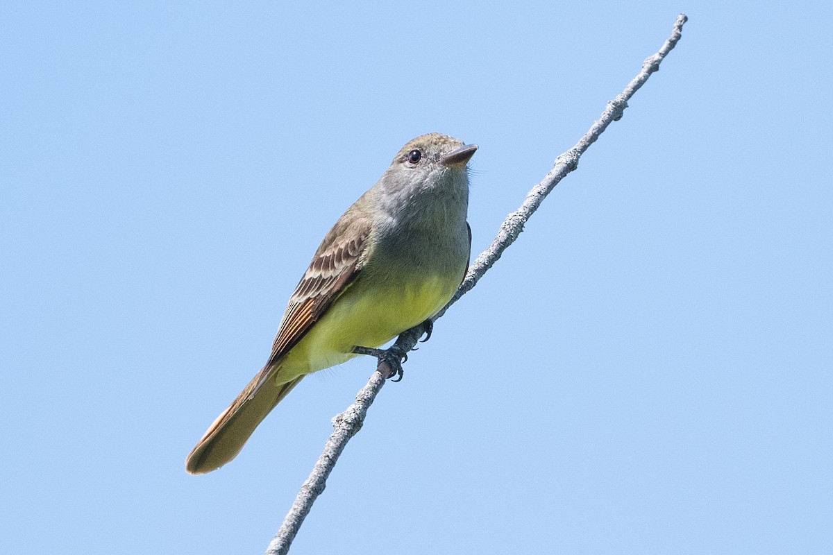 Great Crested Flycatcher - ML462230671
