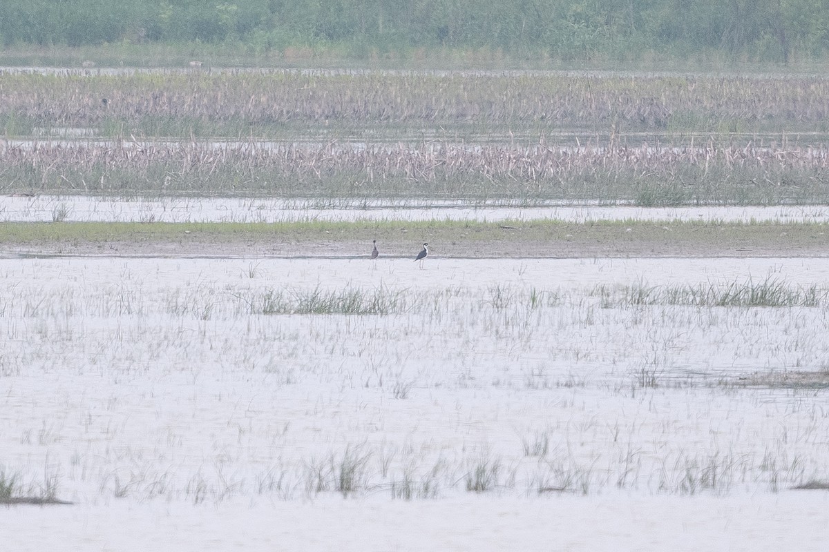 Black-necked Stilt - ML462231321