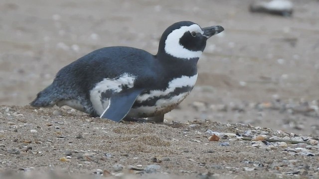 Pingüino Magallánico - ML462231421