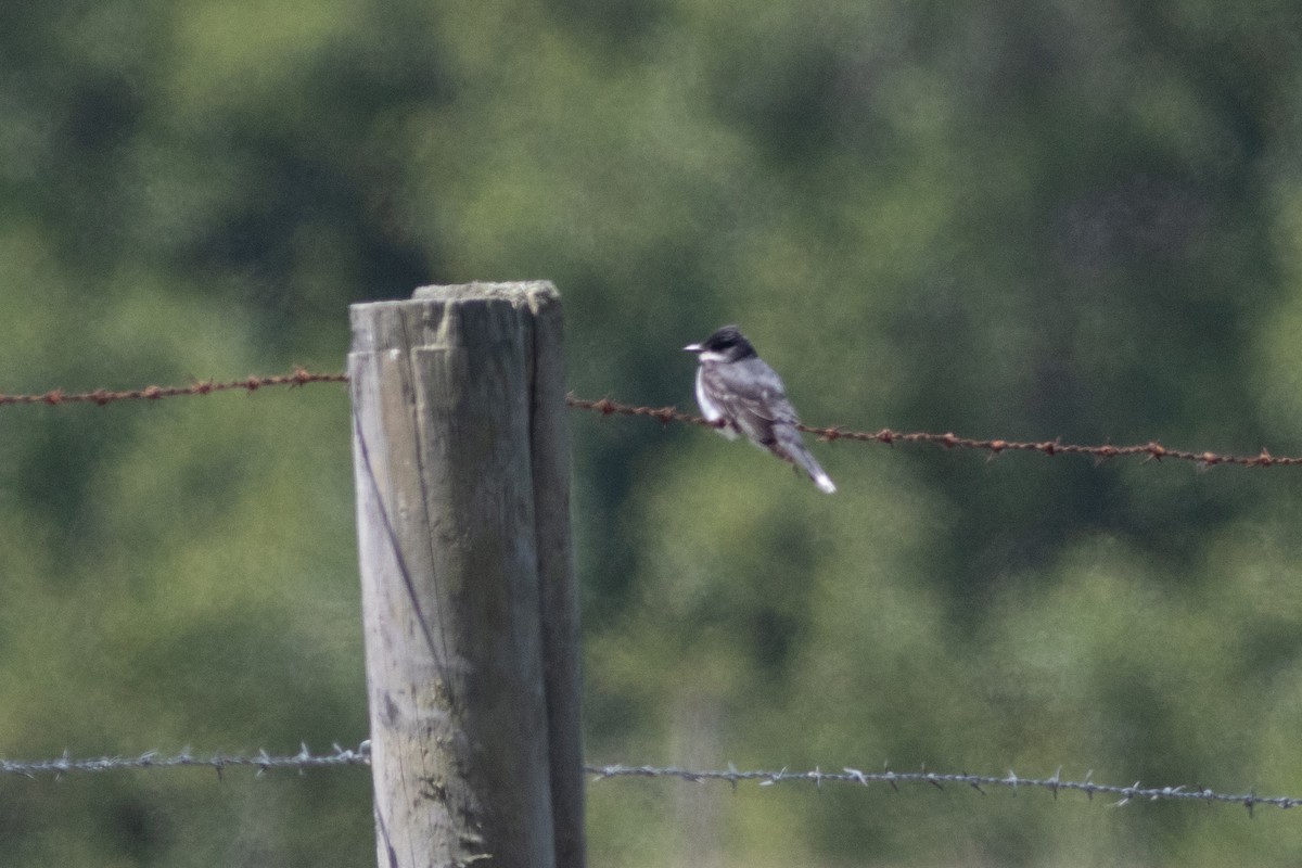 Eastern Kingbird - ML462232211