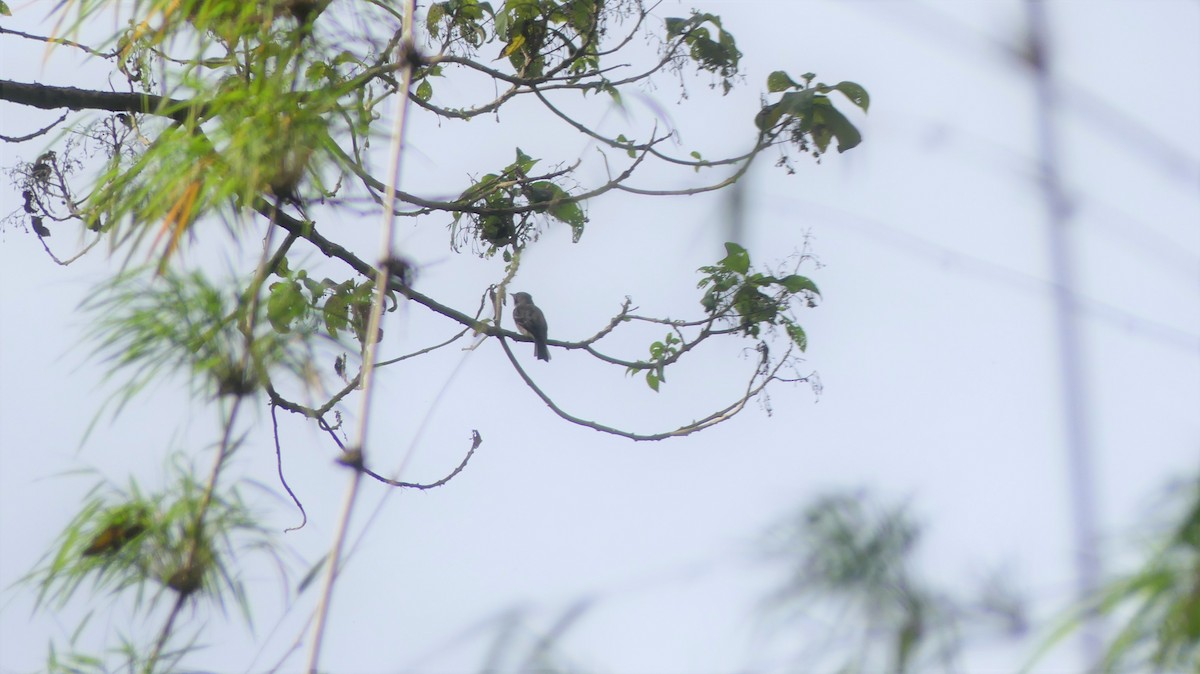 White-fronted Tyrannulet (White-fronted) - ML462232611