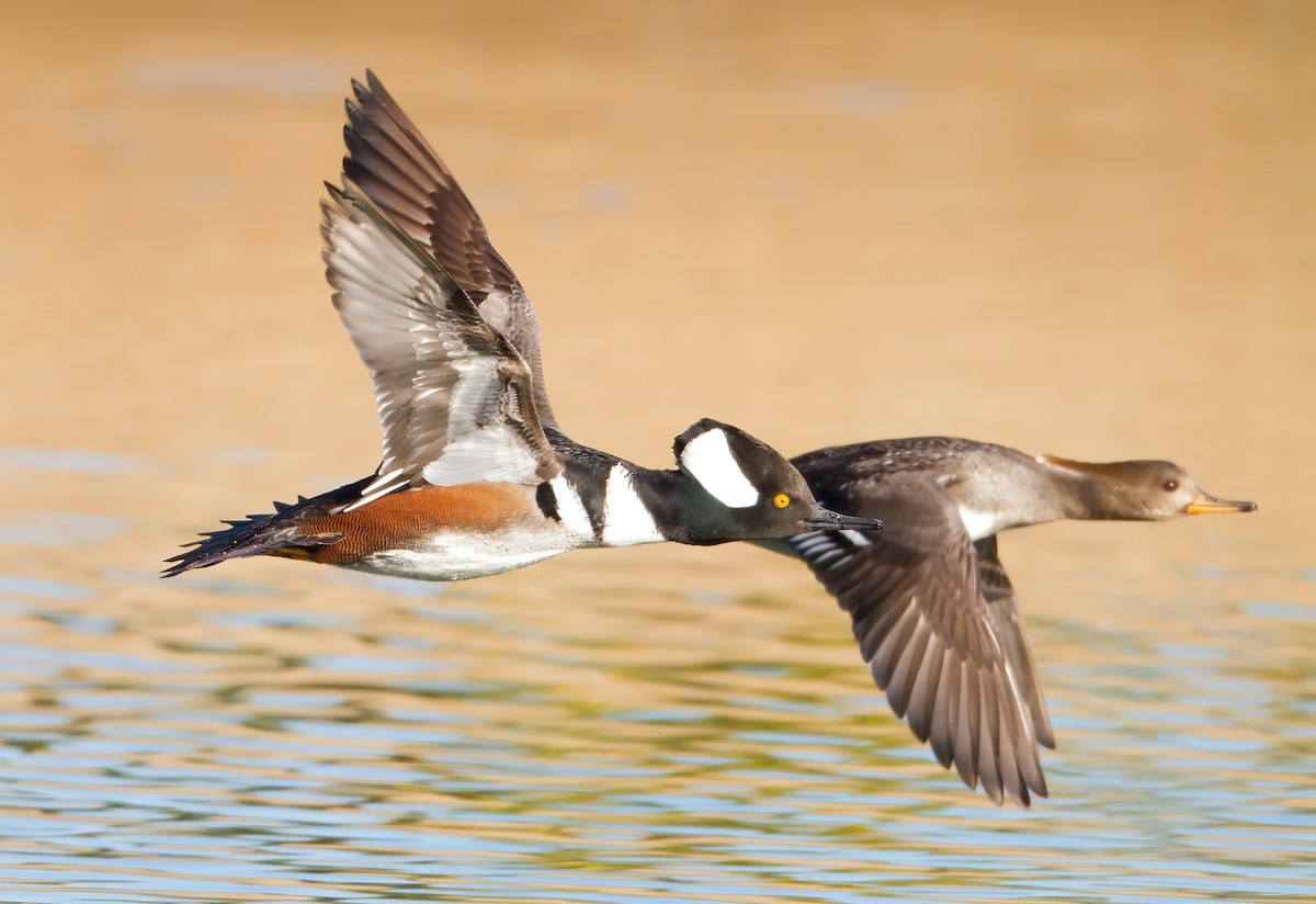 Hooded Merganser - ML462232641