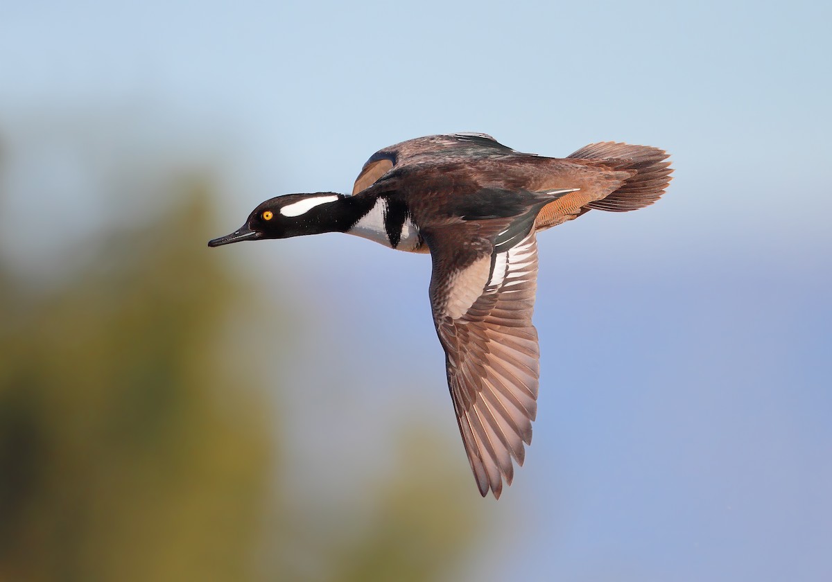 Hooded Merganser - ML462232701