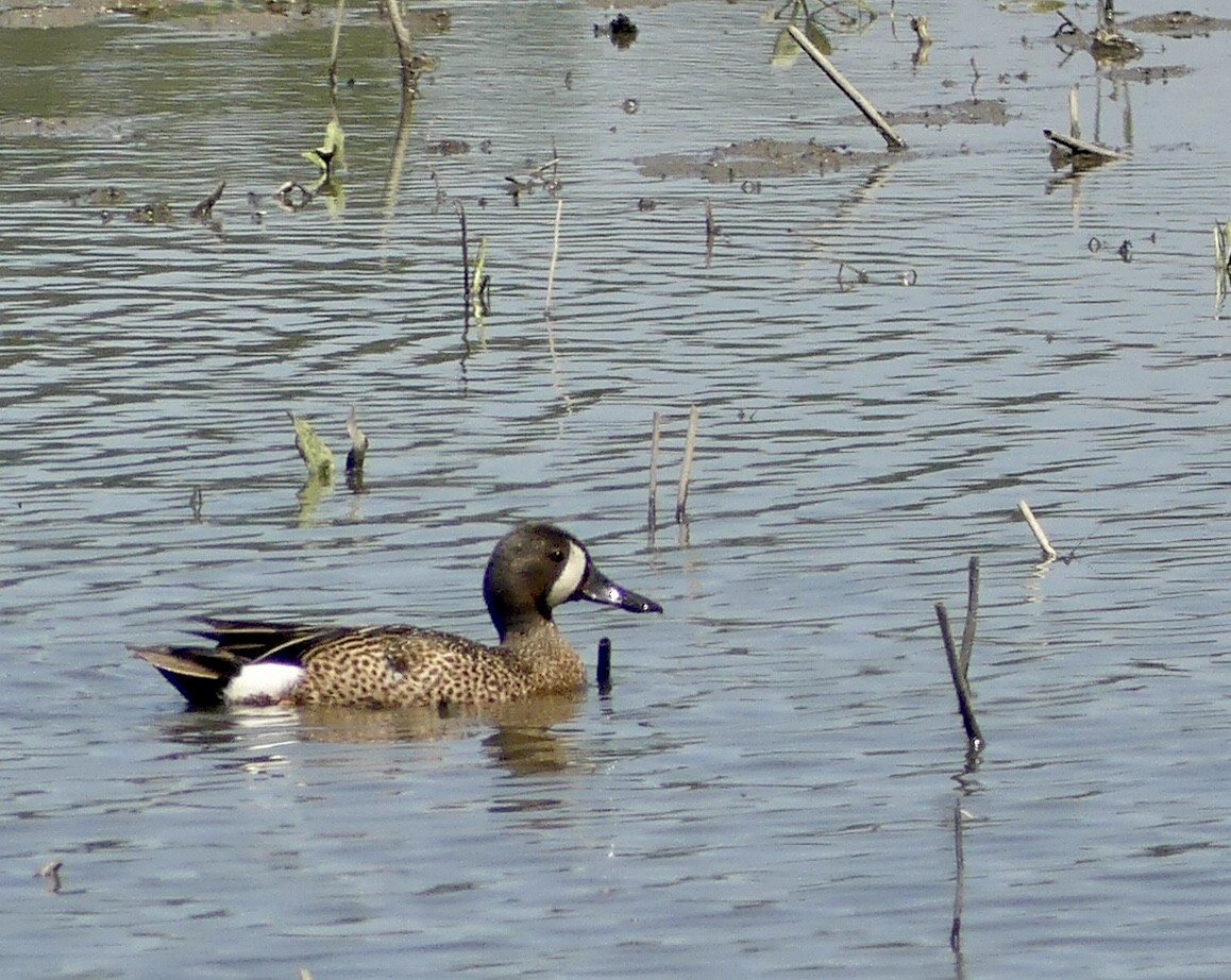 Blue-winged Teal - ML462232881