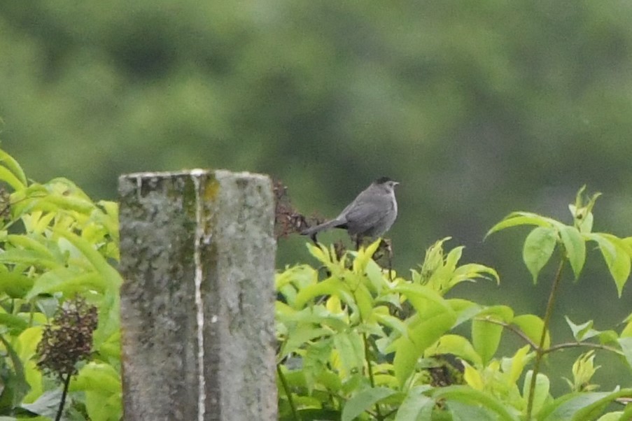 Gray Catbird - Ryan Merrill