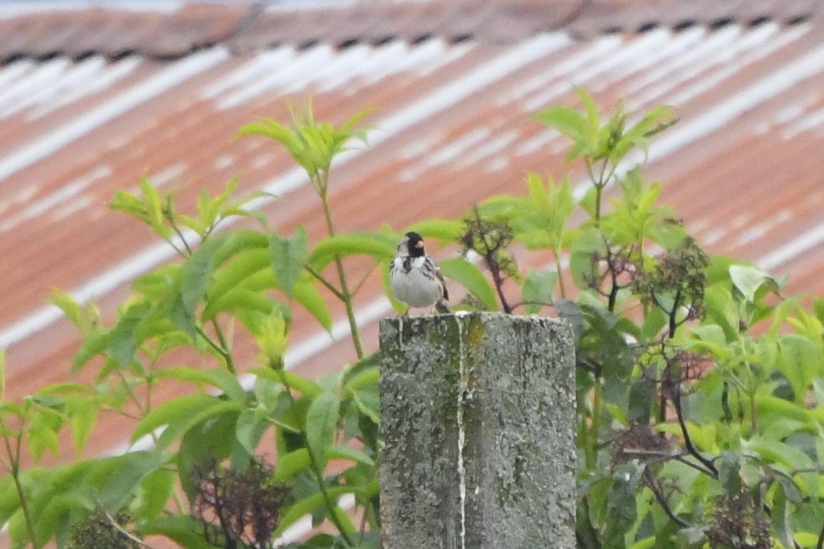 Harris's Sparrow - ML462233931