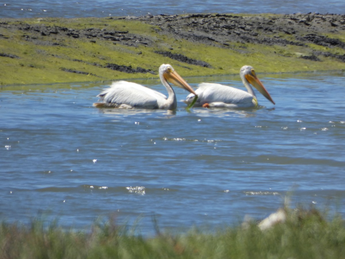 pelikán severoamerický - ML462234071
