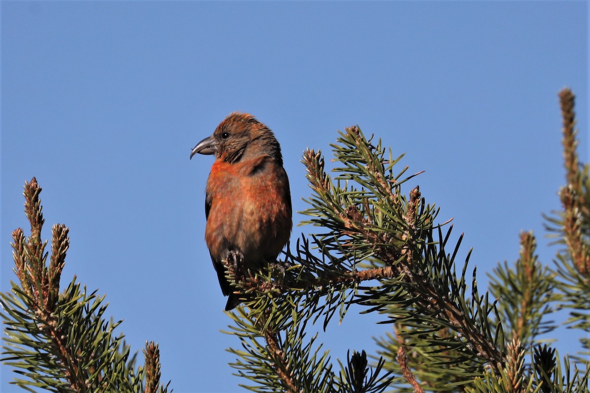 Bec-croisé des sapins - ML462234281