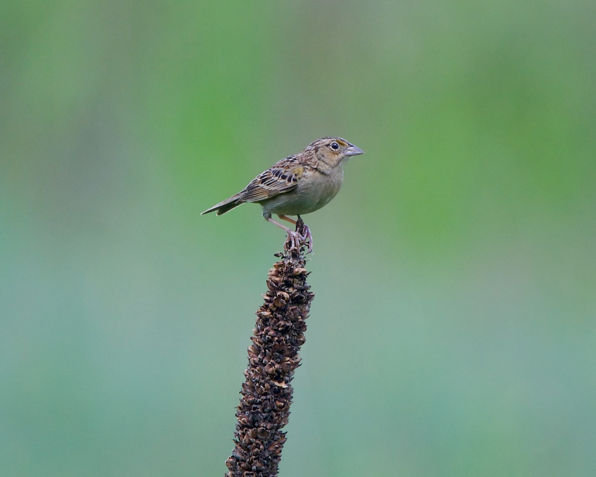 Grasshopper Sparrow - Jon Cefus