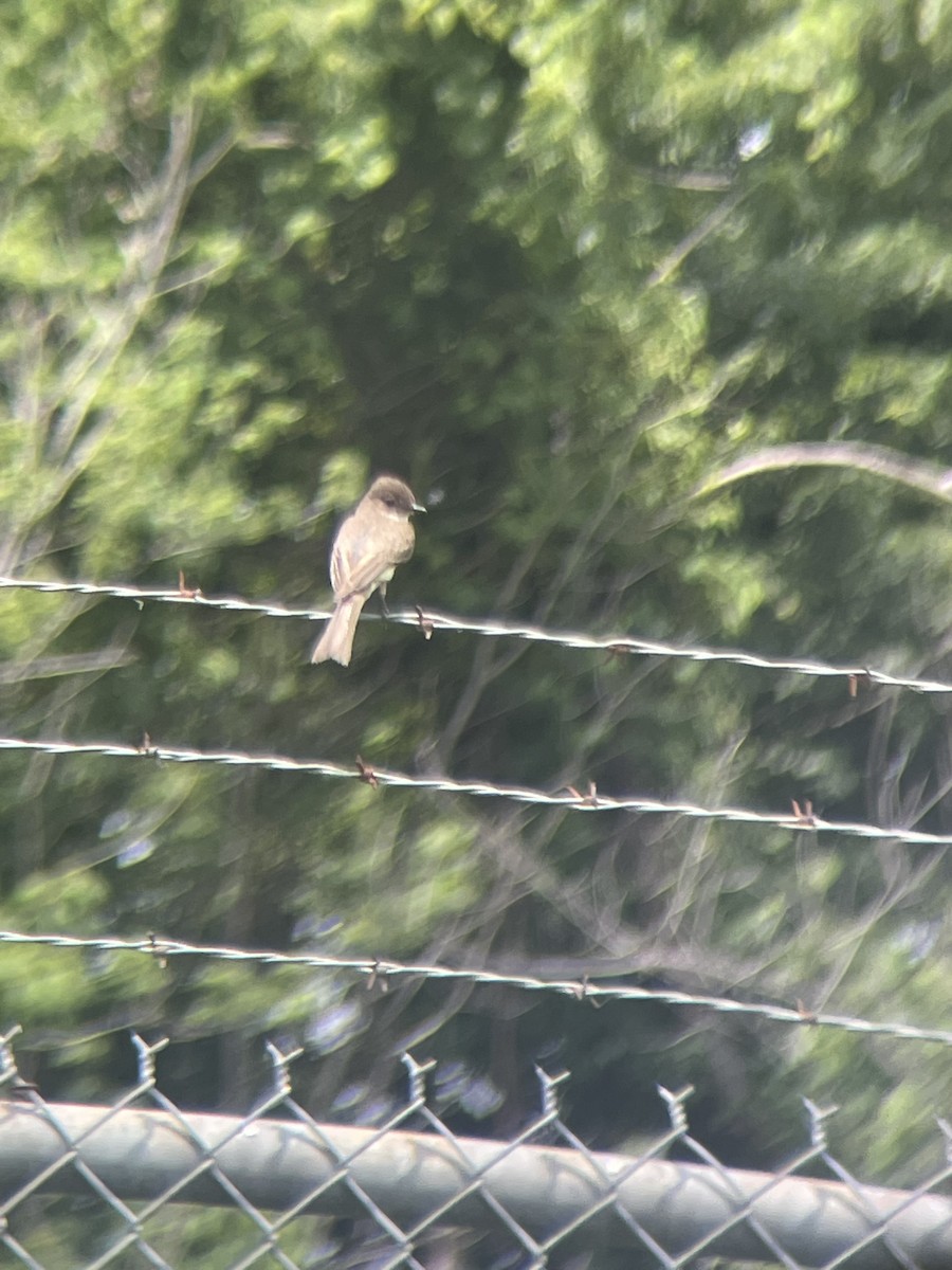 Eastern Phoebe - ML462235561