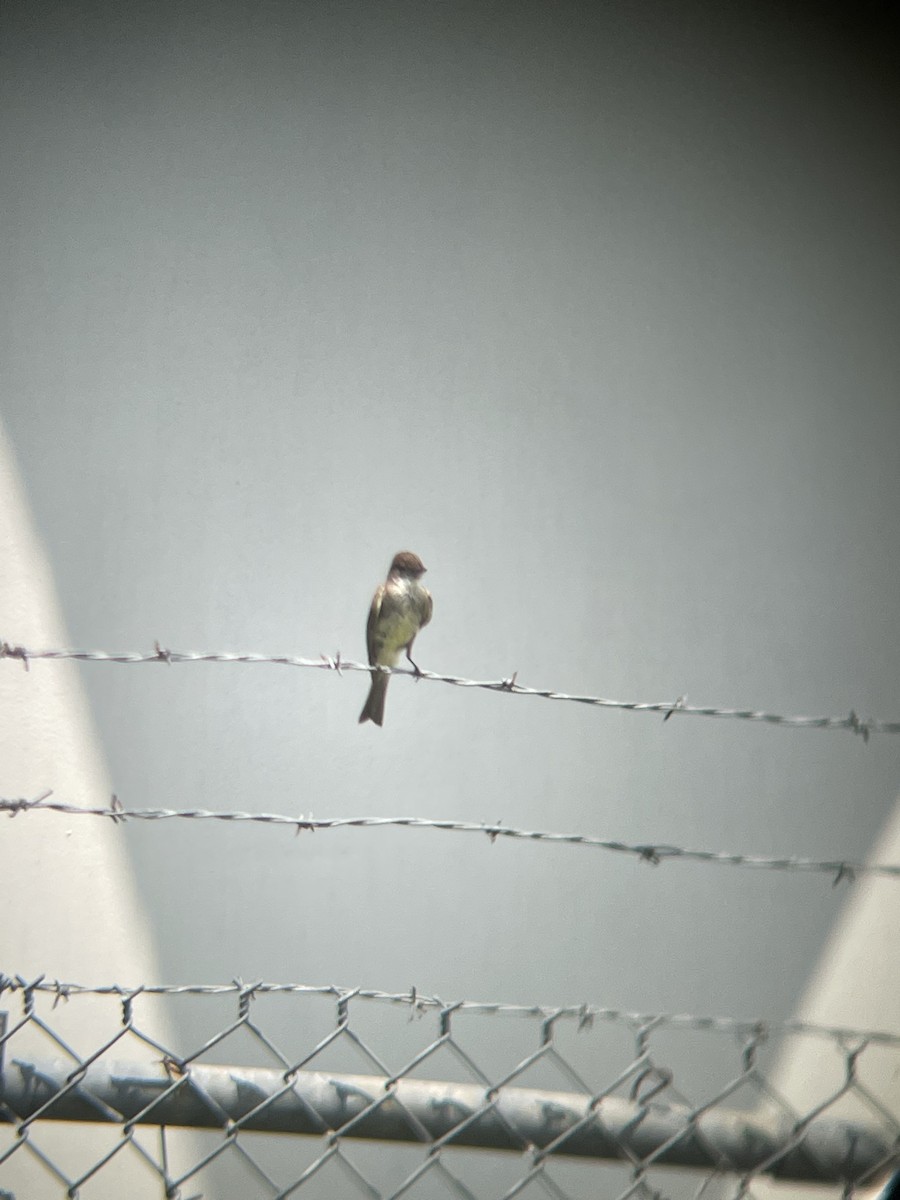 Eastern Phoebe - ML462235571