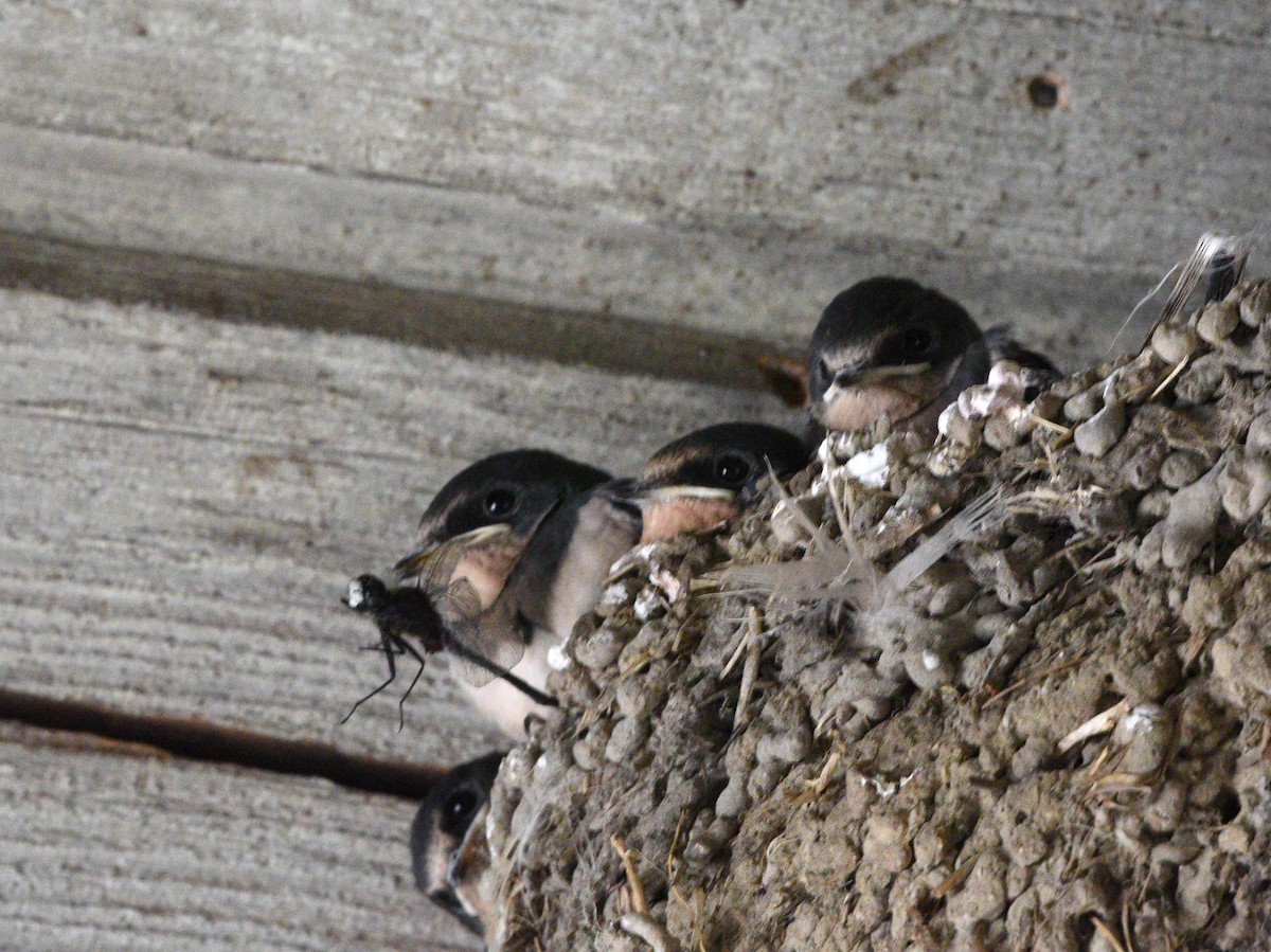 Barn Swallow - Wendy Hill