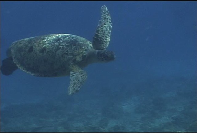 Green Turtle - ML462237