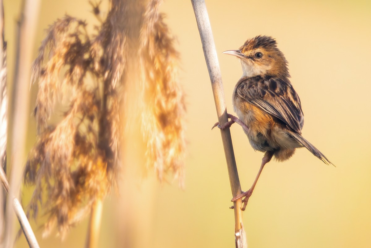 Zitting Cisticola - ML462237321