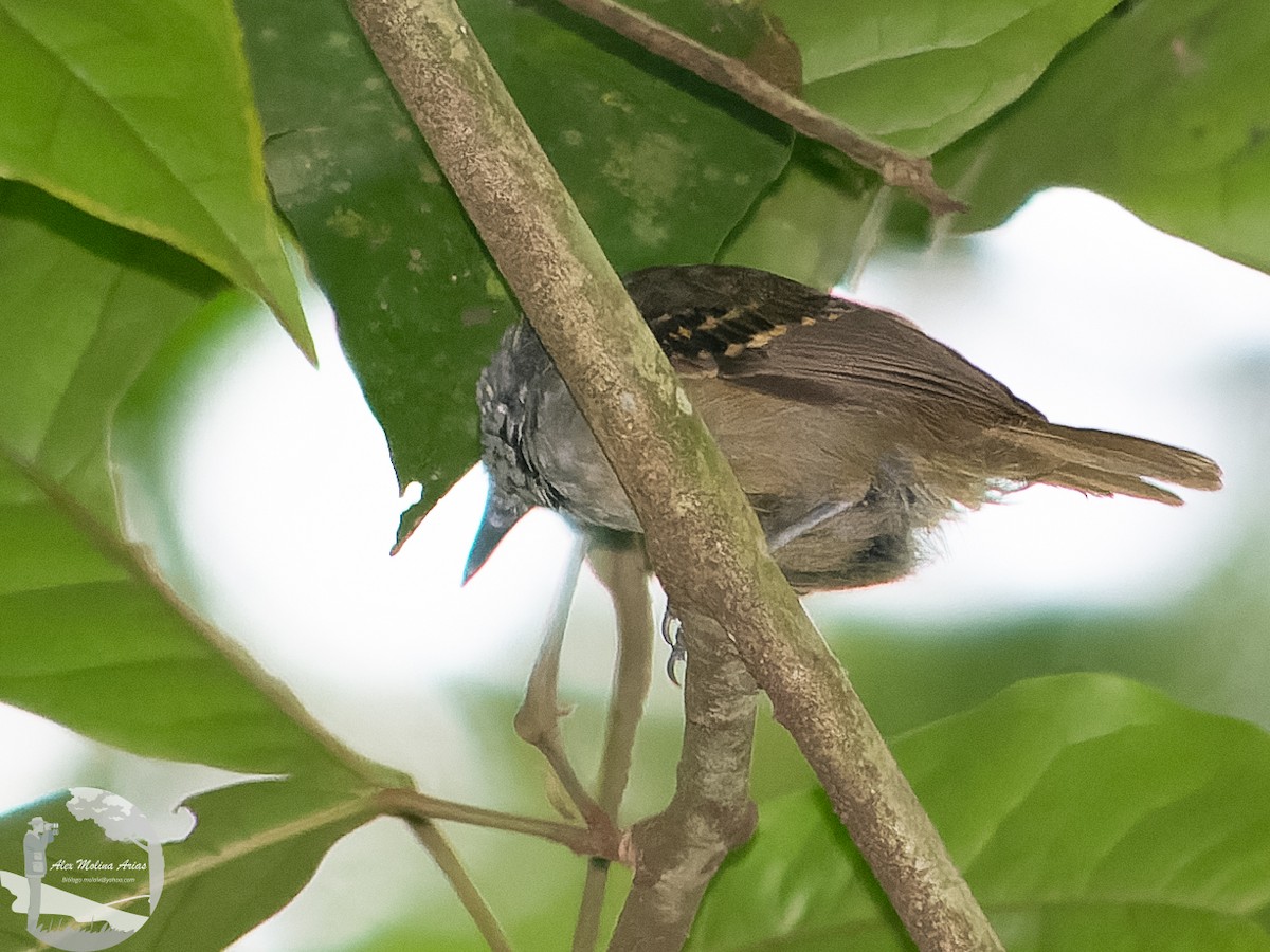 Checker-throated Stipplethroat - Alex Molina