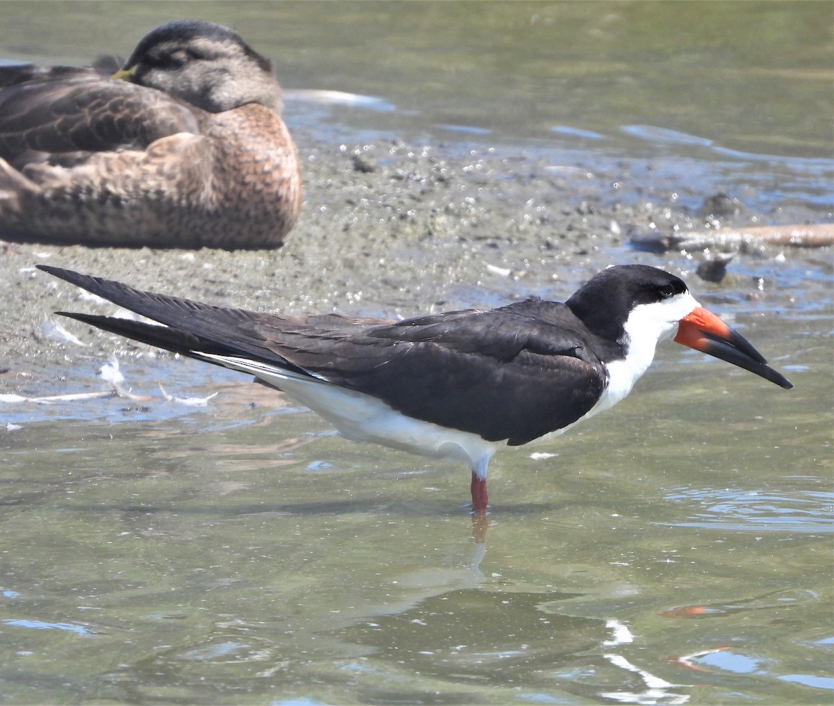 Black Skimmer - ML462242231